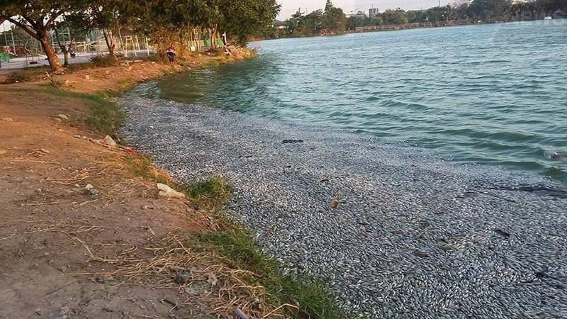 Thailand fish deaths