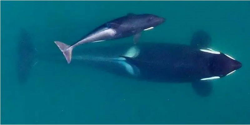 orca calf mother killer whale