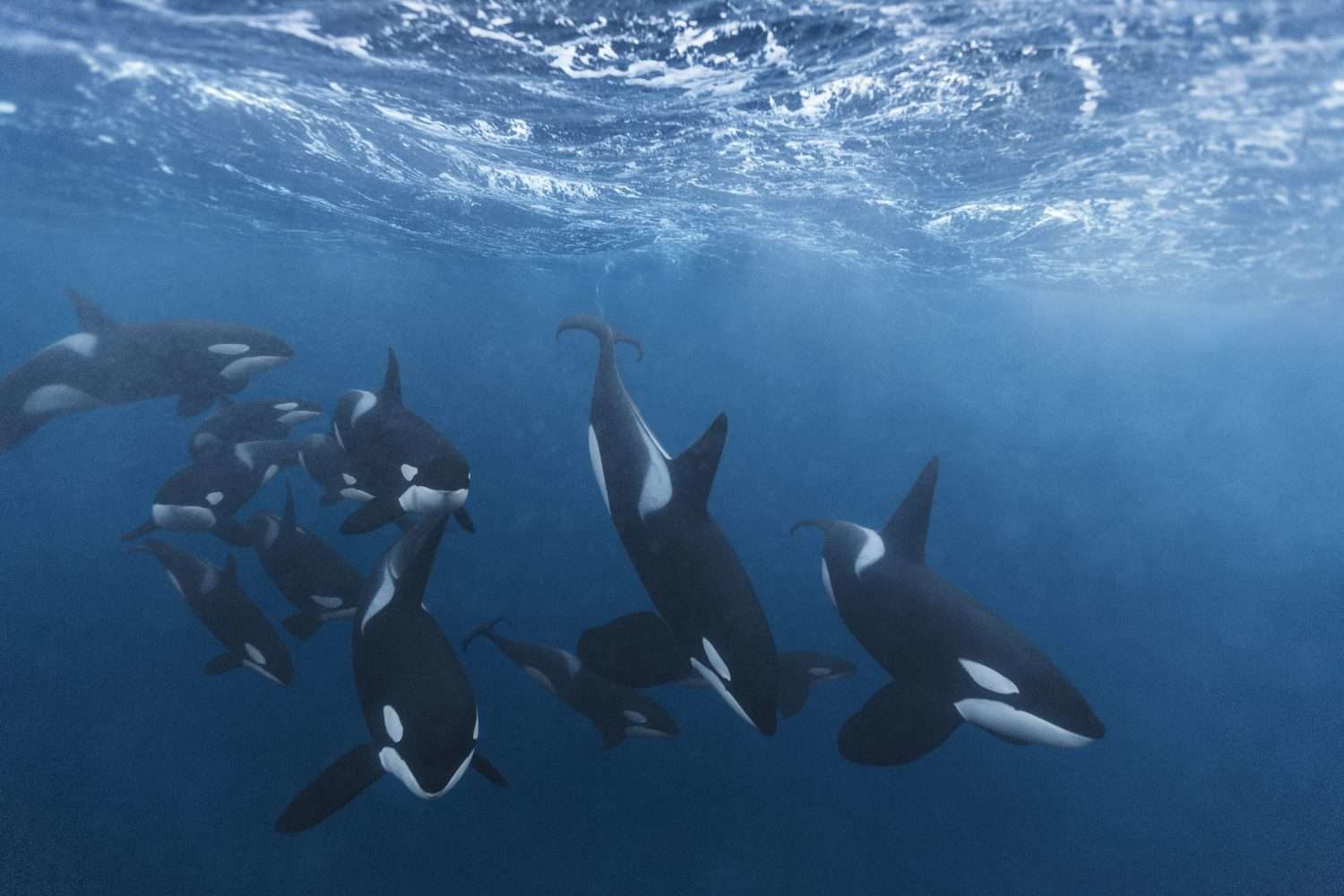 Click to enlarge Orca family pod killer whale