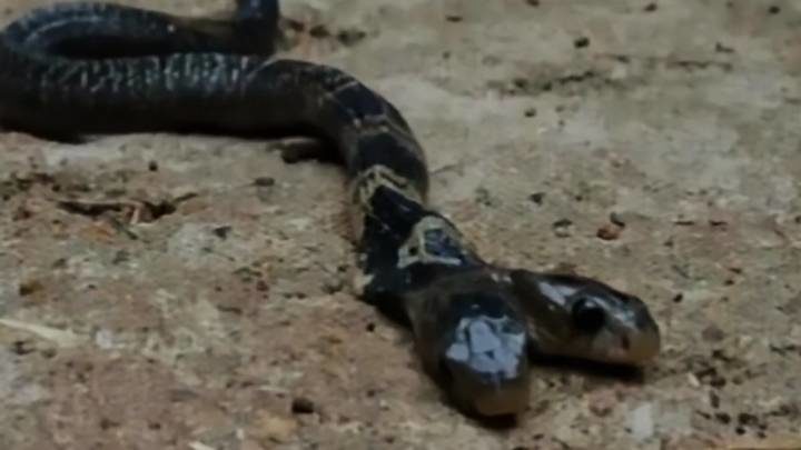 The two-headed snake is also known as Bengal Kharis