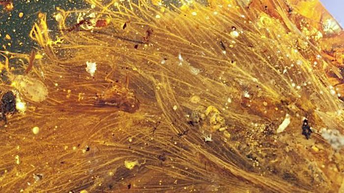Click to enlarge Dinosaur plumage