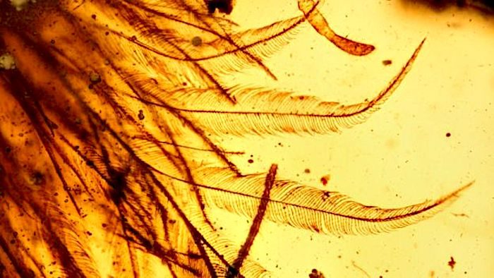 Click to enlarge tailfeathers