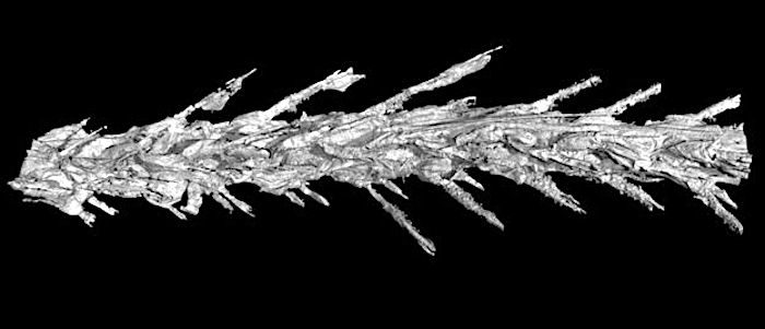 Click to enlarge feathers insert