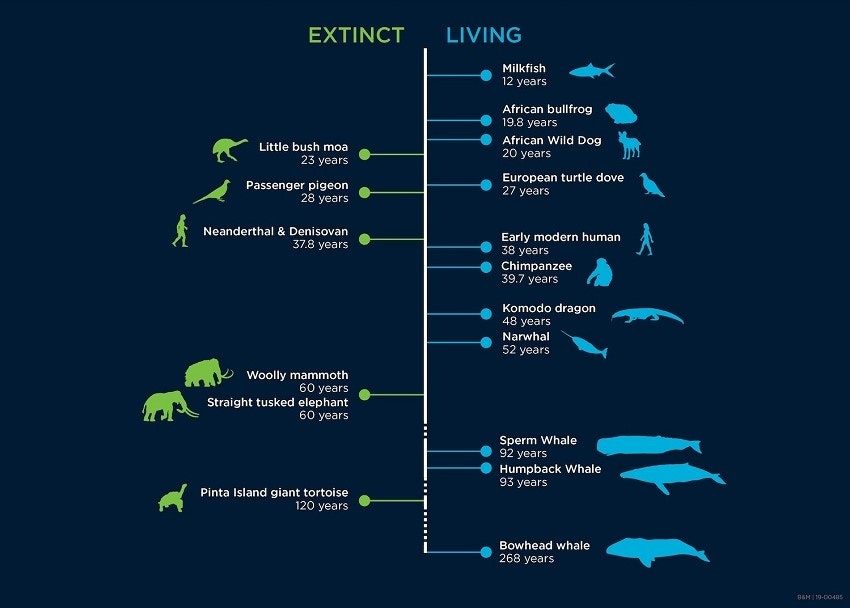 Click to enlarge Life Spans
