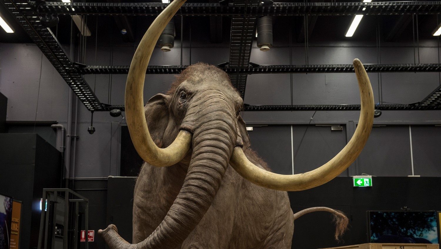 Wolly Mammoth
