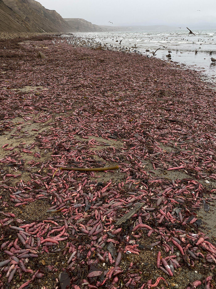 Beach littered with Innkeeper Worms