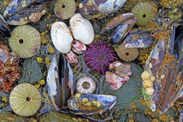 Click to enlarge corals