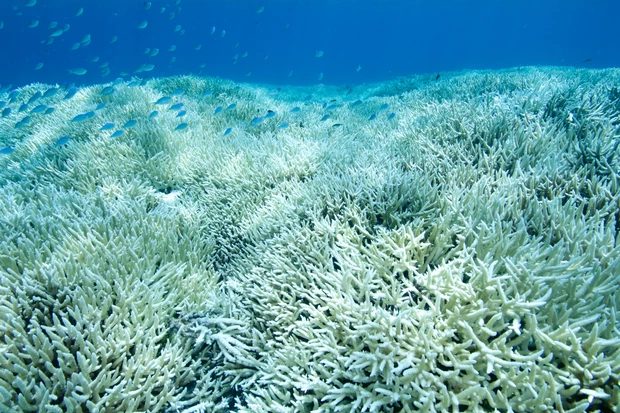Click to enlarge bleaching