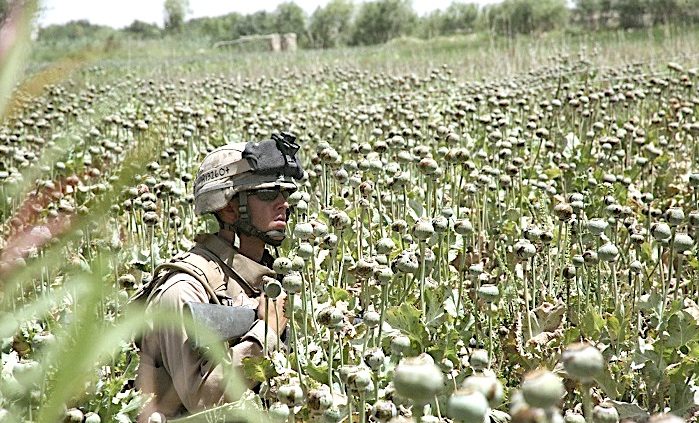 Click to enlarge SoldierPoppy