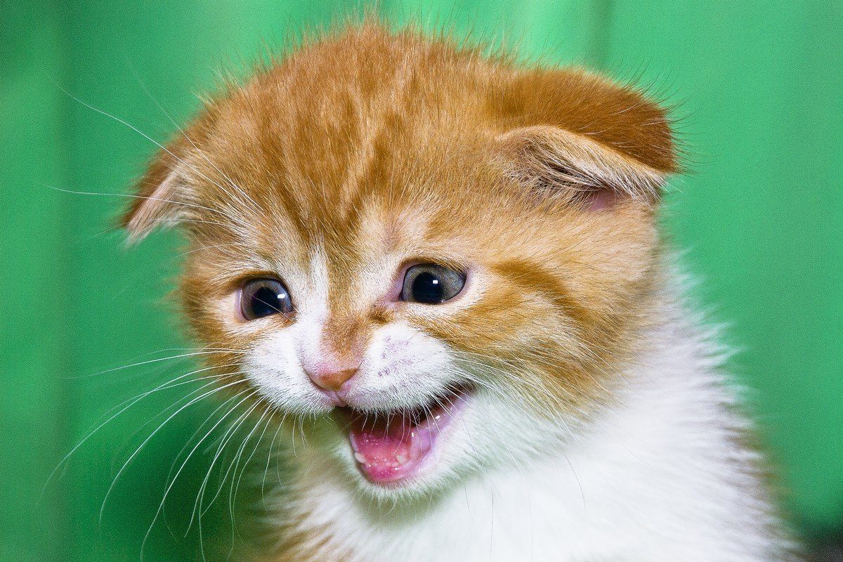 cat wail
