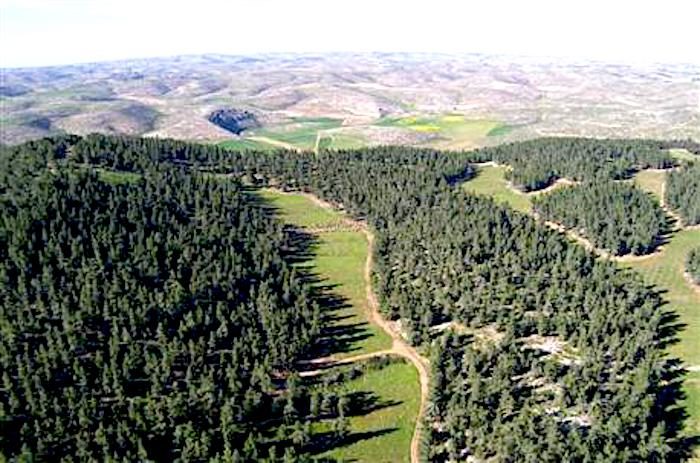 Click to enlarge Yatir Forest