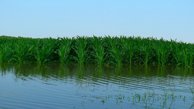corn in flood