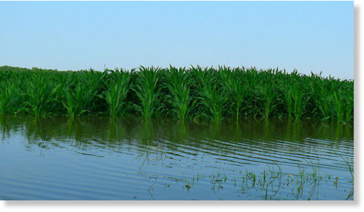 corn in flood