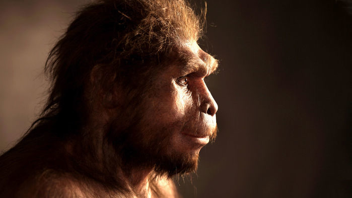 Homo erectus