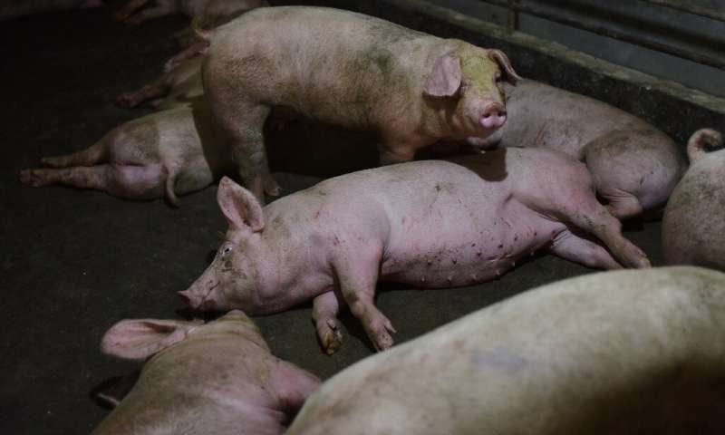 pig dead