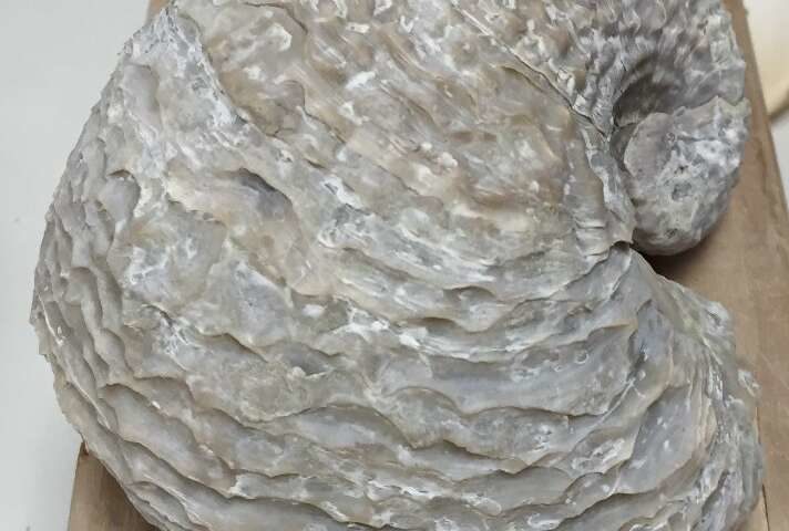 extinct oyster Exogyra costata mercury