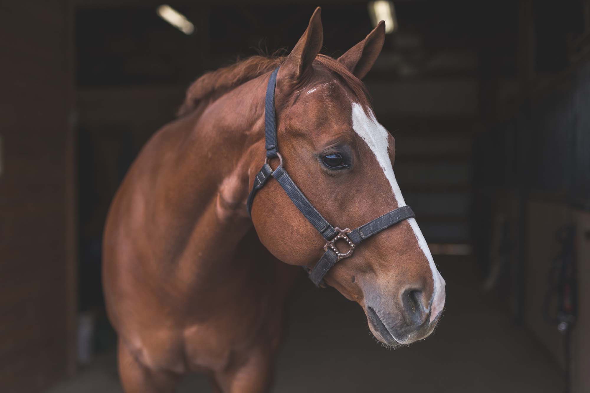 horse