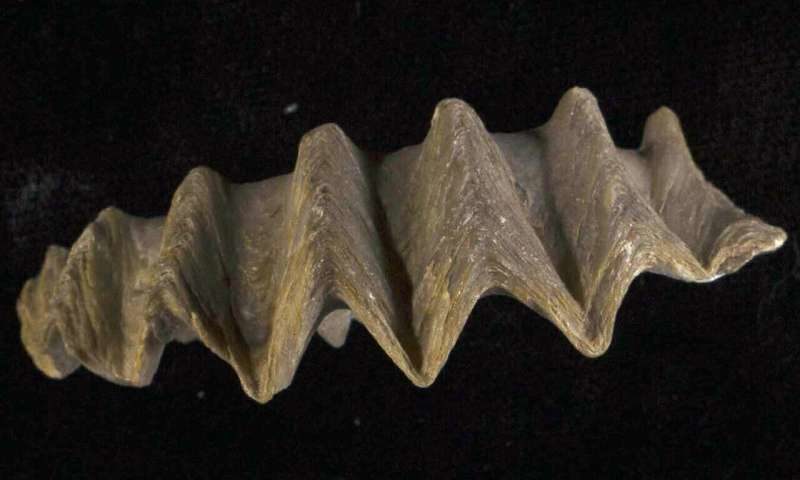 Click to enlarge extinct oyster Agerostrea ungulata mercury