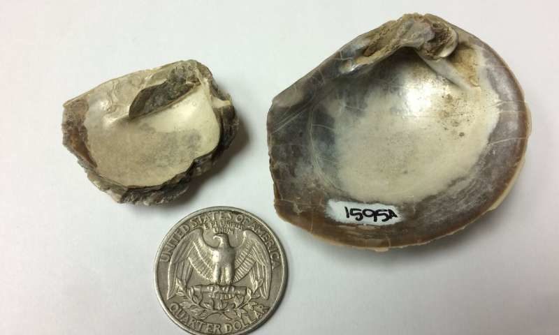 Click to enlarge Cretaceous mollusk fossils mercury