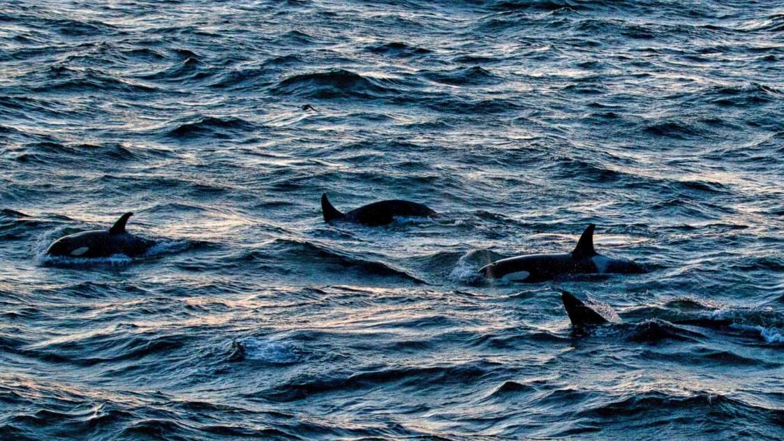 The dorsal fins and backs of a pod of killer whale breaks the surface of the icy waters of the Denmark Strait, off the Westfjords peninsula of Iceland.