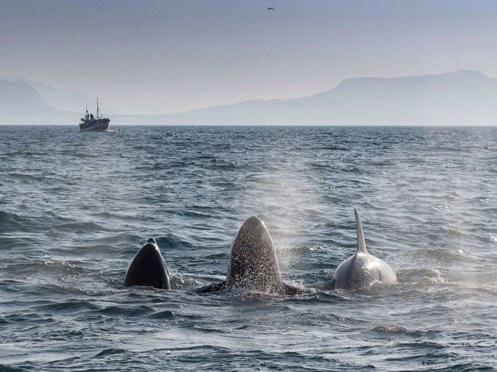 Pod of orca whales feeding on herring in Breidafjordur, near Grundarfjordur on Snaefellnes Peninsula, Iceland
