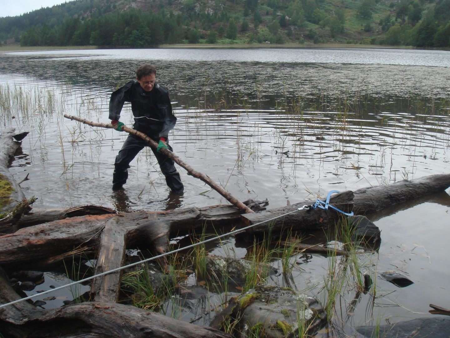 ancient scottish tree rings ice age