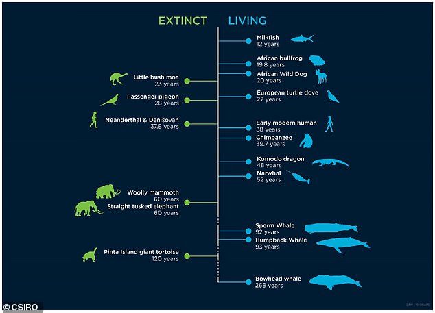 Click to enlarge Scientists at Australia's national science agency have developed a DNA-based lifespan 'clock' that they claim can accurately estimate how long different vertebrates are likely to survive
