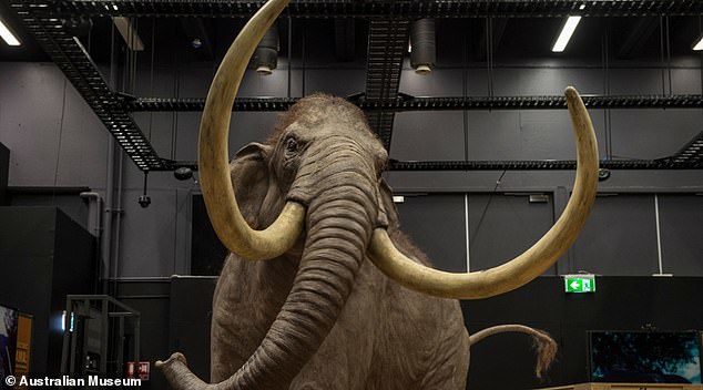 Click to enlarge To estimate lifespan for the extinct woolly mammoth, the researchers worked with a genome assembled from the genome of the modern African elephant, which lives for 65 years