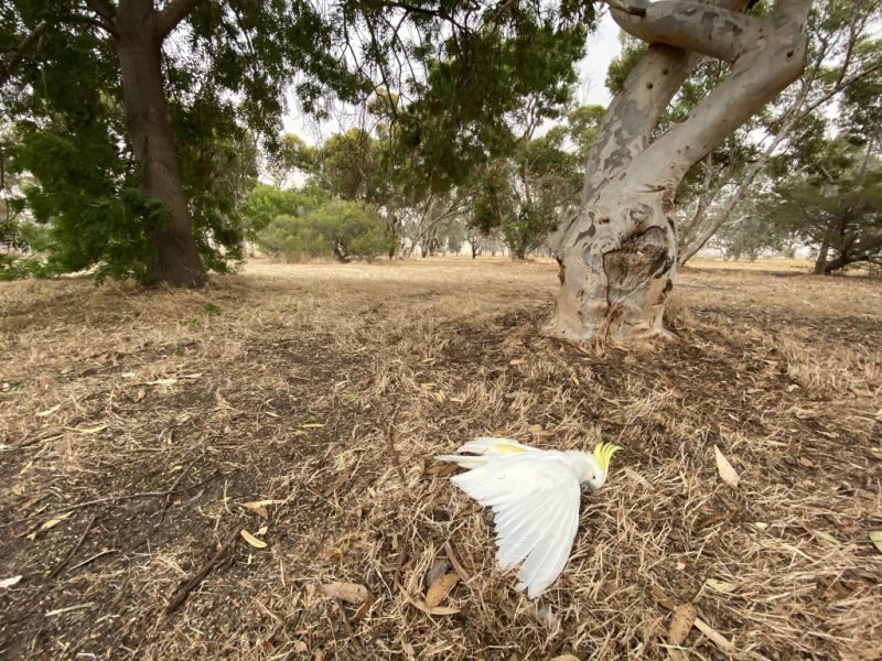 One of the dead cockatoos after apparently falling from a tree in extreme heat.