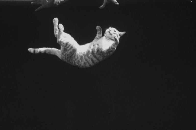Click to enlarge falling felines, cats land on thier feet