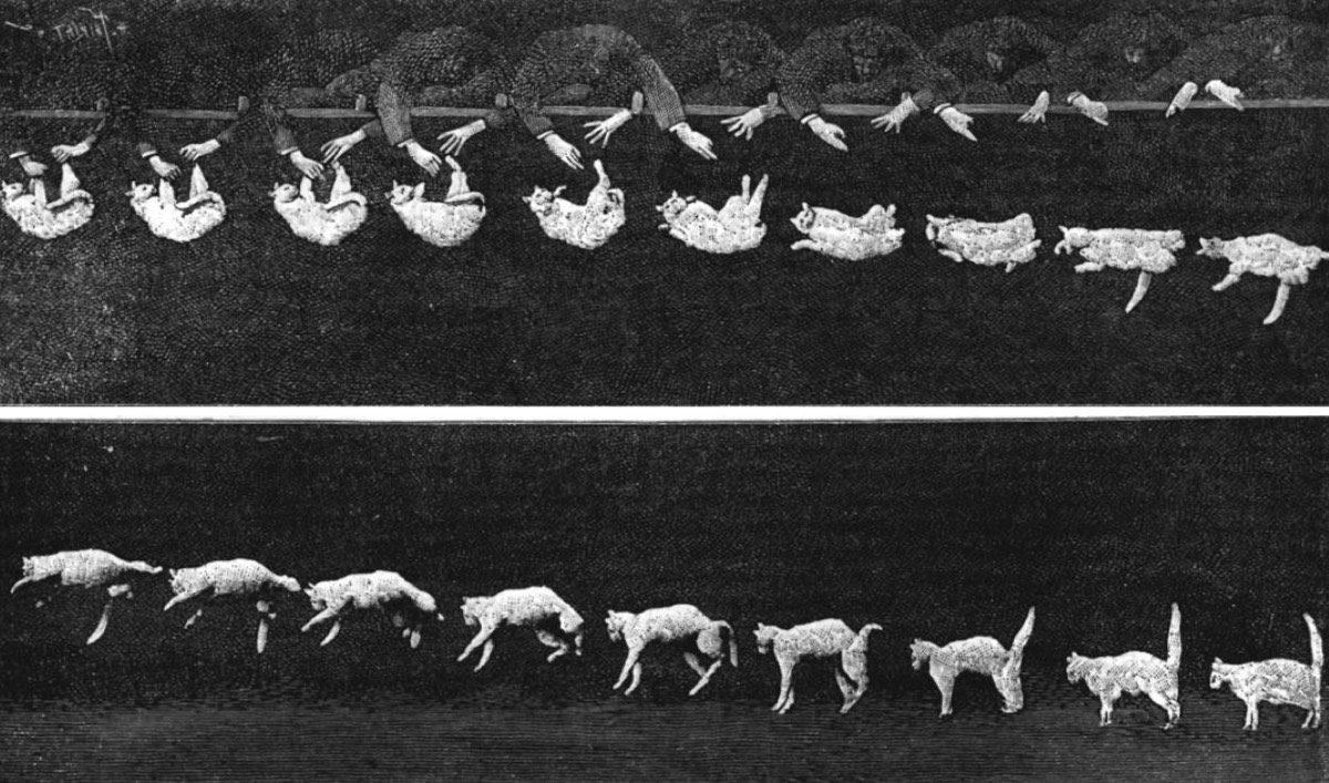 Cat tumbling