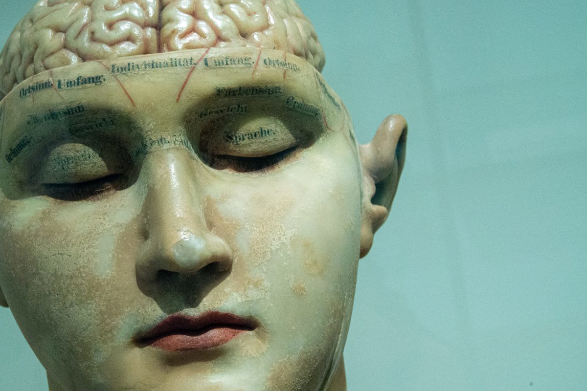brain skull model