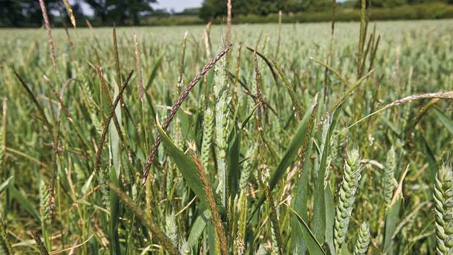 Click to enlarge blackgrass in wheat field