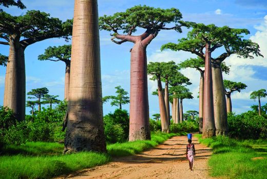 Click to enlarge Avenue of the Baobabs