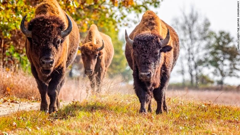 Bison