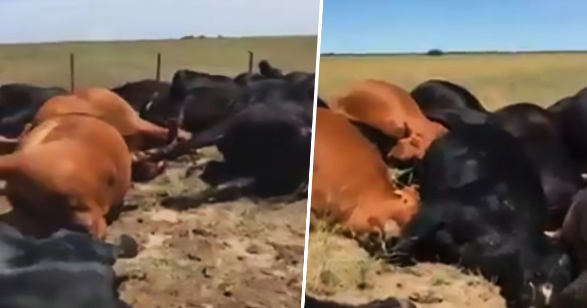 dead cows