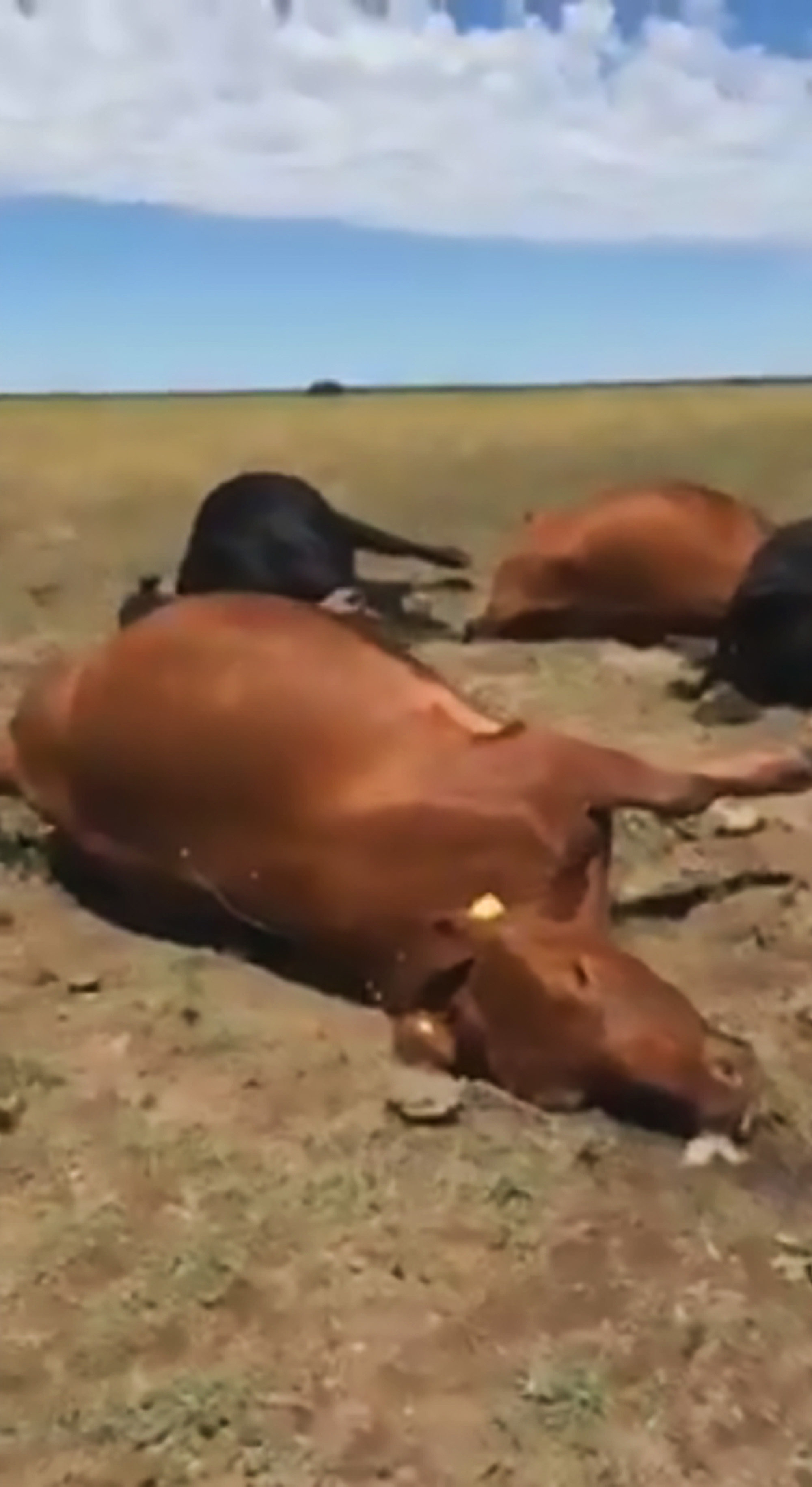 Click to enlarge dead cow