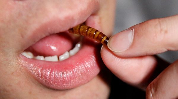 Click to enlarge Eating bugs