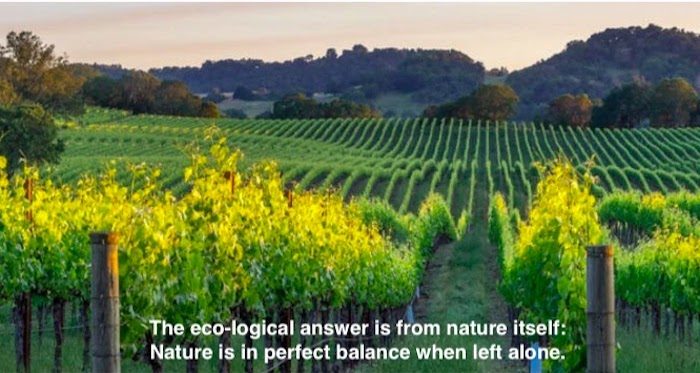 Vineyard