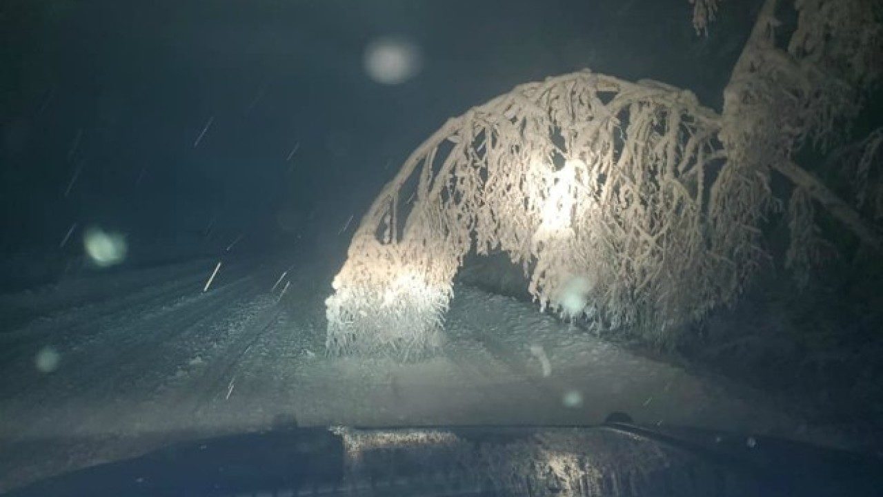 trees snow