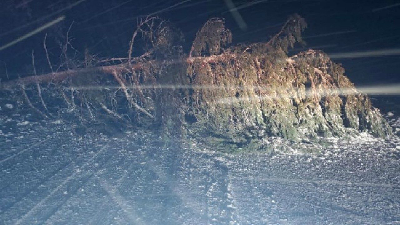 Click to enlarge trees