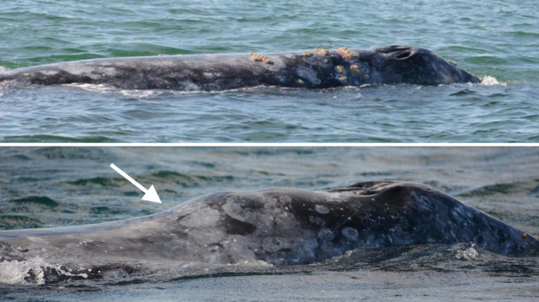 A healthy grey whale, top, and a skinny whale, below, seen in San Ignacio Lagoon, Mexico. The skinny whale has a characteristic depression behind its blow holes.