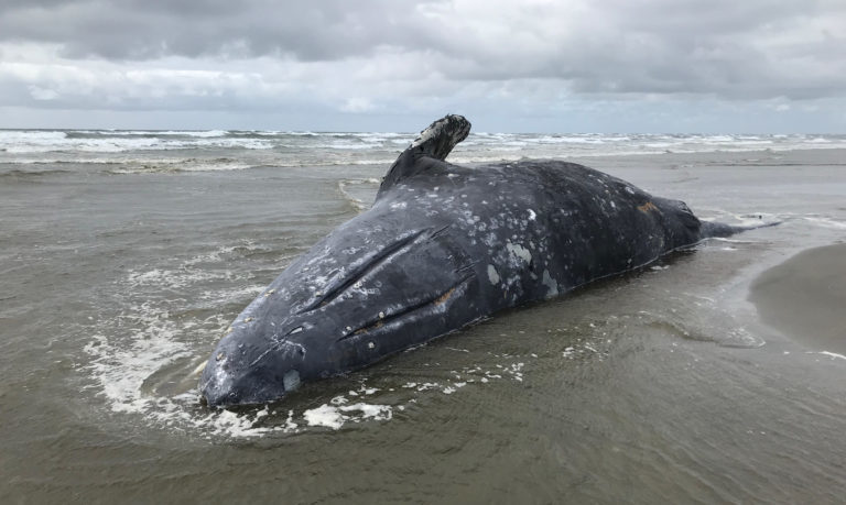 By April 2019, strandings like this unusually thin whale found at Leadbetter Point State Park, Wash., were becoming frequent on the West Coast