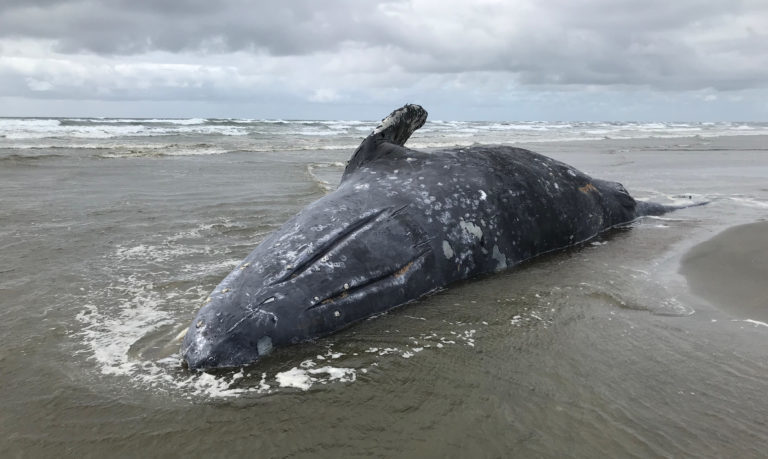 Click to enlarge By April 2019, strandings like this unusually thin whale found at Leadbetter Point State Park, Wash., were becoming frequent on the West Coast