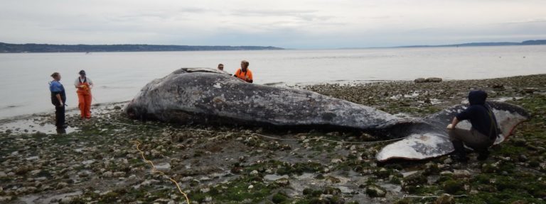 Cascadia Research, the Washington Department of Fish and Wildlife and other groups examine a thin male grey whale found dead in Elliot Bay, Wash., on April 14, 2019.