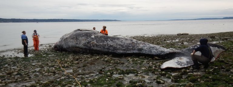 Click to enlarge Cascadia Research, the Washington Department of Fish and Wildlife and other groups examine a thin male grey whale found dead in Elliot Bay, Wash., on April 14, 2019.
