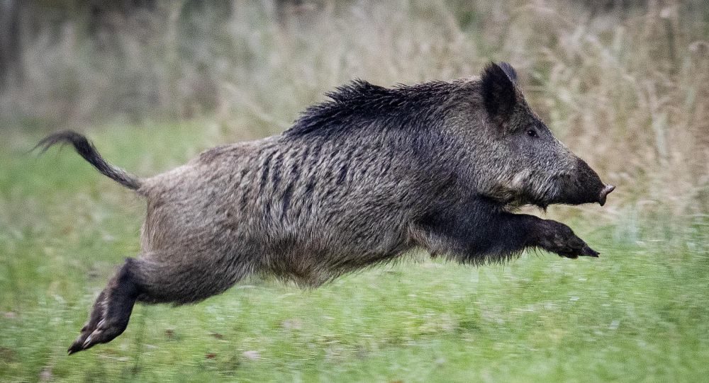 Click to enlarge boar