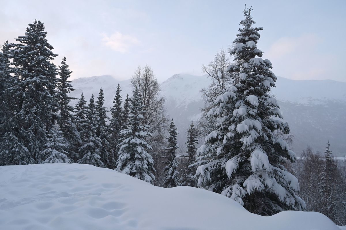 Snowfall overnight transformed Southcentral Alaska from an icy, slushy mess to a snow-laden landscape, Jan 1, 2020. Spruce trees are loaded with snow in Eagle River valley, Wednesday morning.