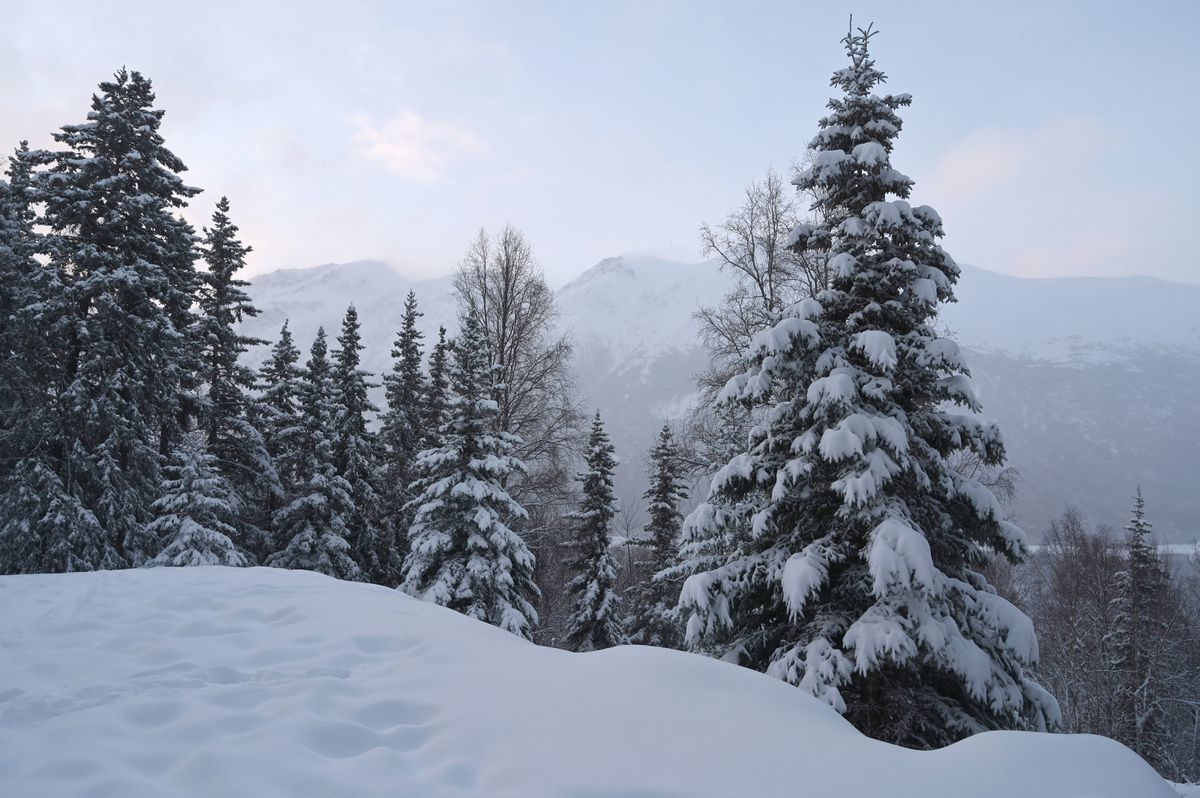 Click to enlarge Snowfall overnight transformed Southcentral Alaska from an icy, slushy mess to a snow-laden landscape, Jan 1, 2020. Spruce trees are loaded with snow in Eagle River valley, Wednesday morning.