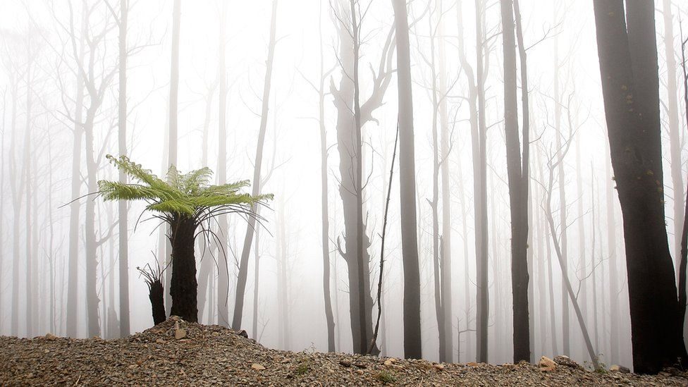 Click to enlarge Black Saturday bushfires australia 2009